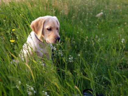 Grasfressen – darf der Hund das?