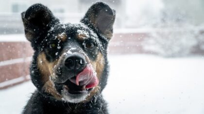 Was tut deinem Hund im Winter gut? Wir verraten es dir!