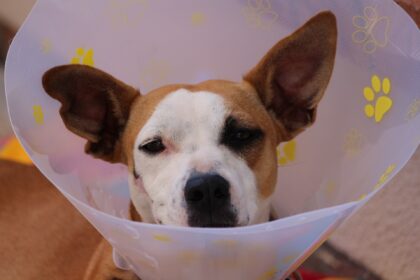 Quando l'amato cane è malato – veterinario o naturopata?