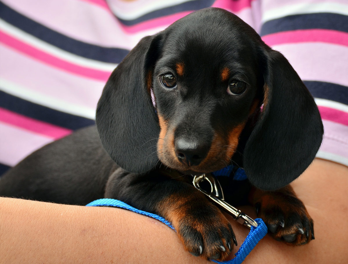 How does a dog learn to stay on his own?