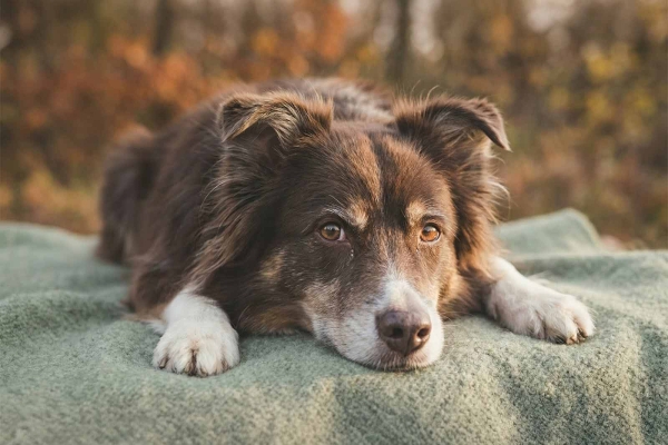 Polyradikulitis bei Hunden