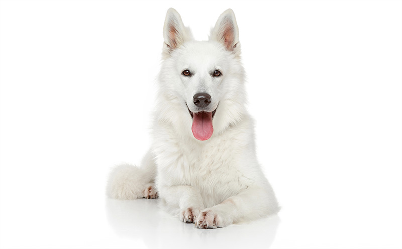 Nervios Caninos » Columna, Vejiga, Patas » DOG FIT by PreThis®