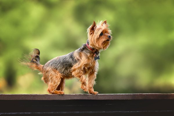 Incontinence in dogs