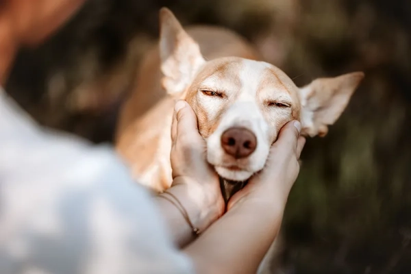 Das Cauda Equina Syndrom beim Hund