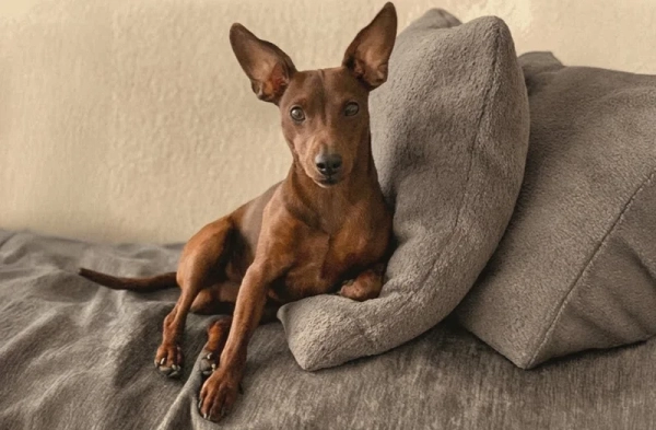 Hund Hugo