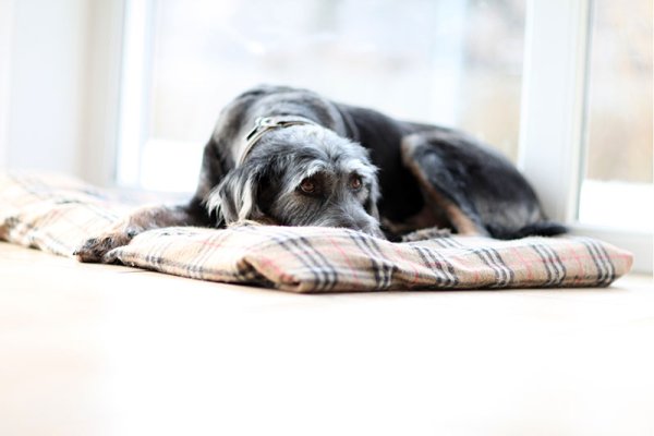 Dog with cuda equina syndrome