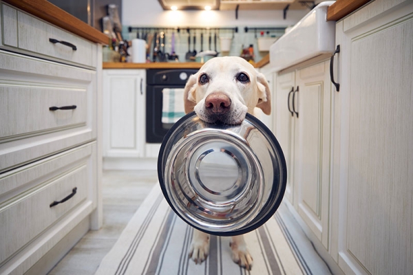Verdauungsprobleme beim Hund