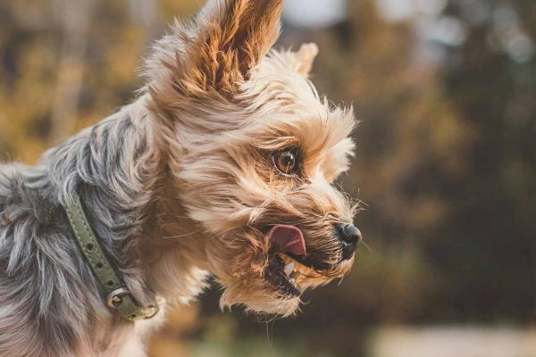 Hund Zahnstein