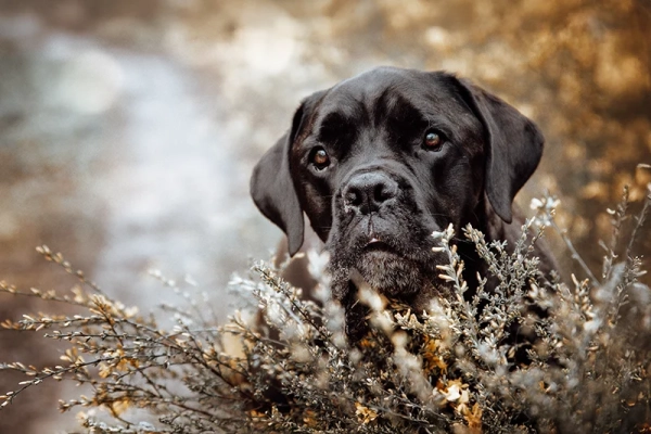 Arthritis » Gelenkentzündung beim Hund