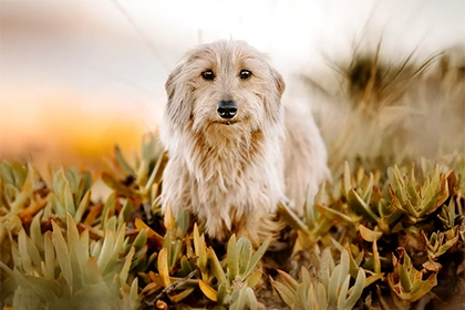 DOG FIT Hund Nervensystem