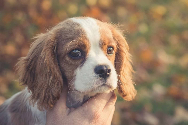 Ellenbogendysplasie bei Hunden