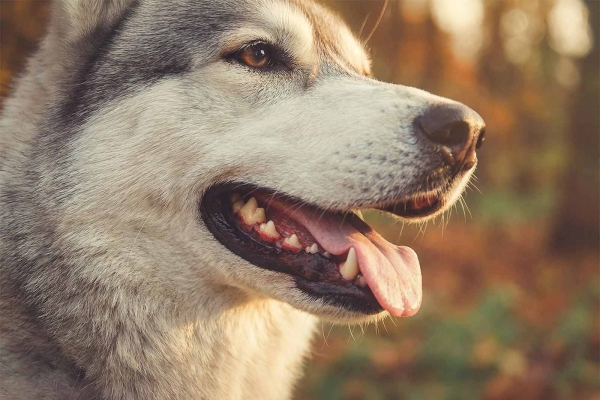 Hund mit Zahnfleischentzündung
