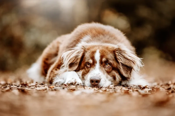 Bandscheibenvorfall beim Hund
