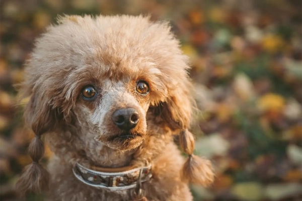 Inkontinenz bei Hunden