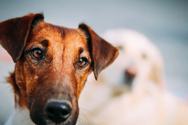Hund Vestibular-Syndrom
