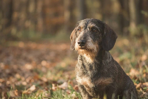 Radius-Curvus-Syndrom bei Hunden