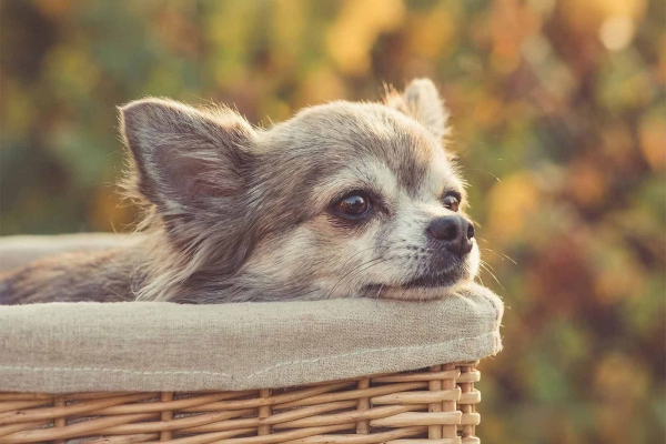 Patellaluxation beim Hund