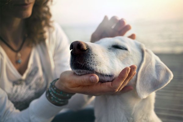 Dog with vestibular syndrom
