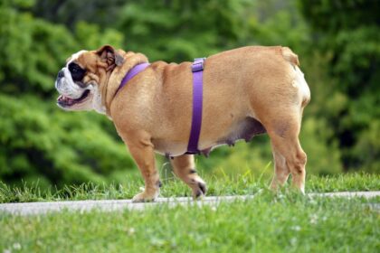 Hund Diabetes
