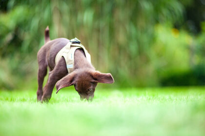 My dog ​​eats feces