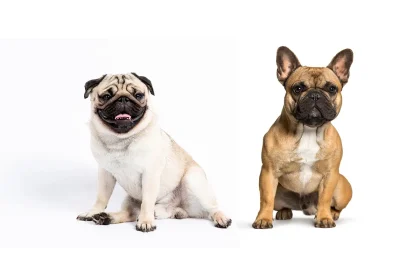 Erkrankungen bei Mops und Französischer Bulldogge